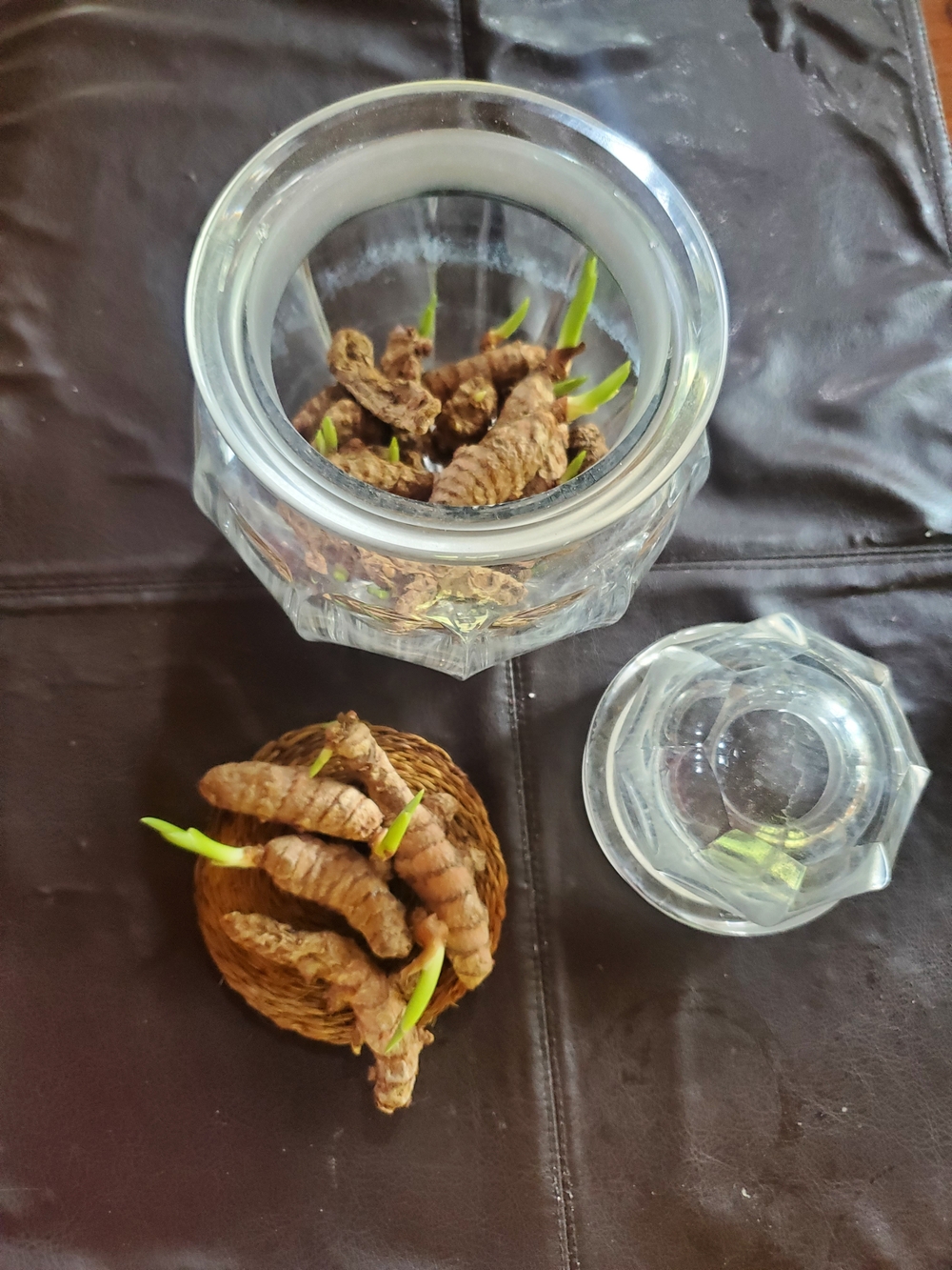 Natural Turmeric Root Sprouts - Picture 3 of 3